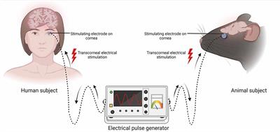 Advances in transcorneal electrical stimulation: From the eye to the brain